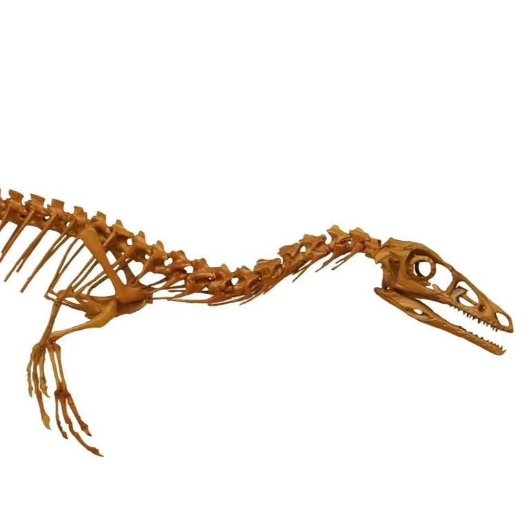 Compsognathus longipes — Triebold Paleontology, Inc.